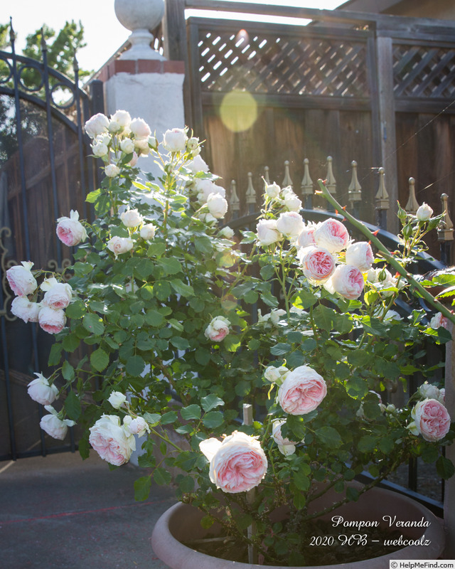 'Pompon Veranda ®' rose photo
