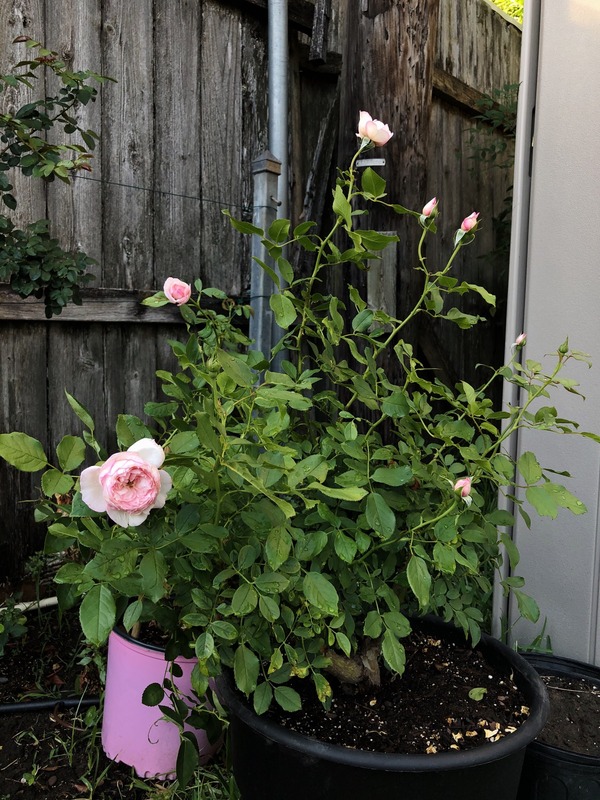 'The Mill On The Floss' rose photo