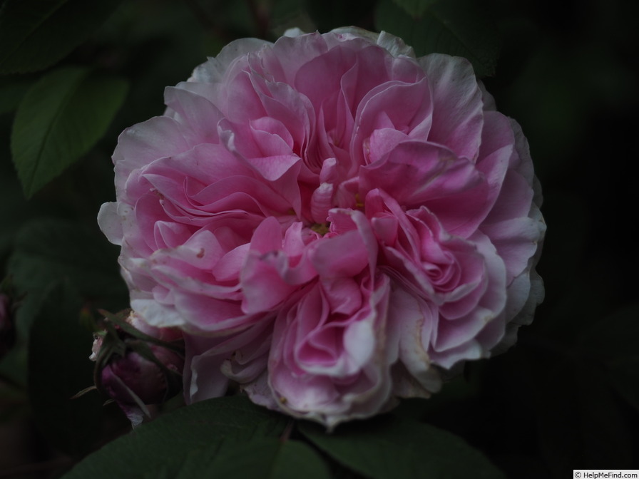 'Thérèse Bugnet (Rugosa, Bugnet, 1941)' rose photo