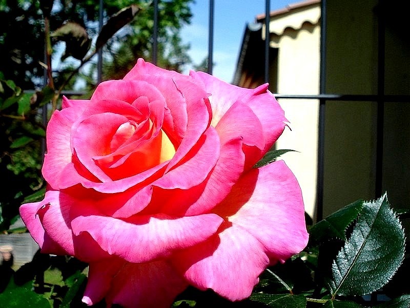 'Pink Paradise (hybrid tea, Delbard, 2004/11)' rose photo
