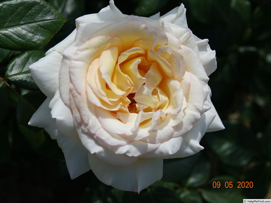 'Anastasia® (hybrid tea, Adam before 2011)' rose photo