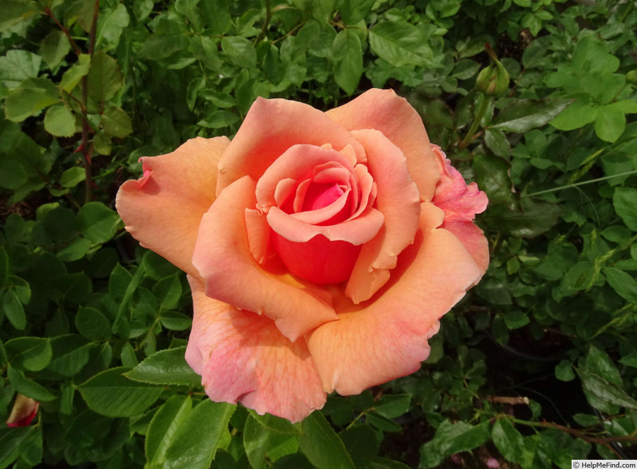'Catalina™ (grandiflora, Zary, 2008)' rose photo