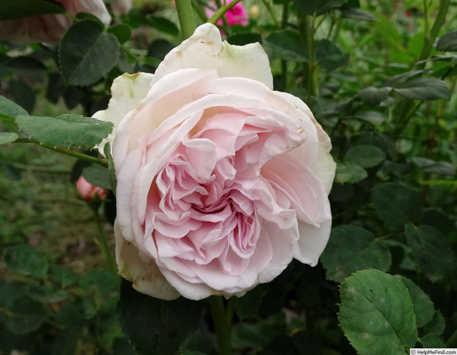 'Cymbaline' rose photo