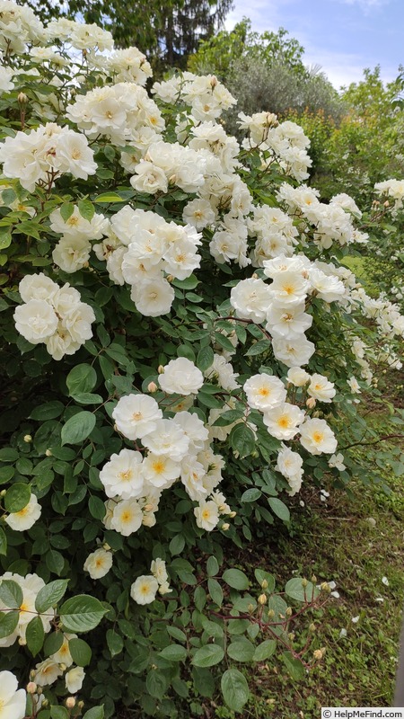 'Moonlight (hybrid musk, Pemberton 1913)' rose, click to enlarge 'Moonlight (hybrid musk, Pemberton 1913)' rose photo