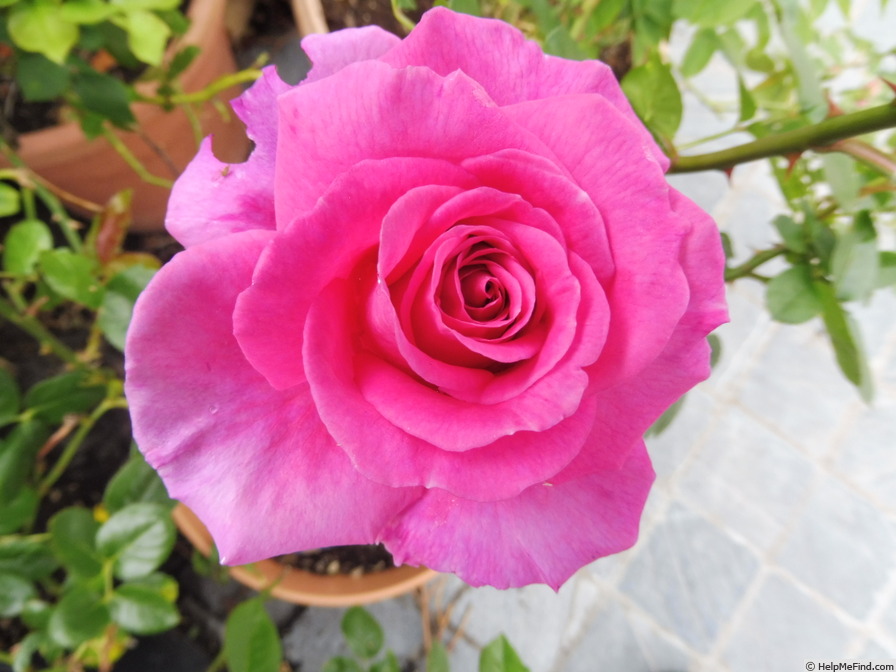 'Claire Marshall' rose photo