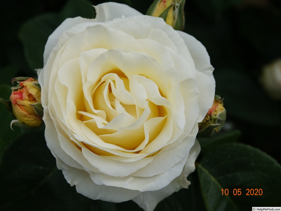 'Frederic Chopin (hybrid tea, Zyla, 1980)' rose photo