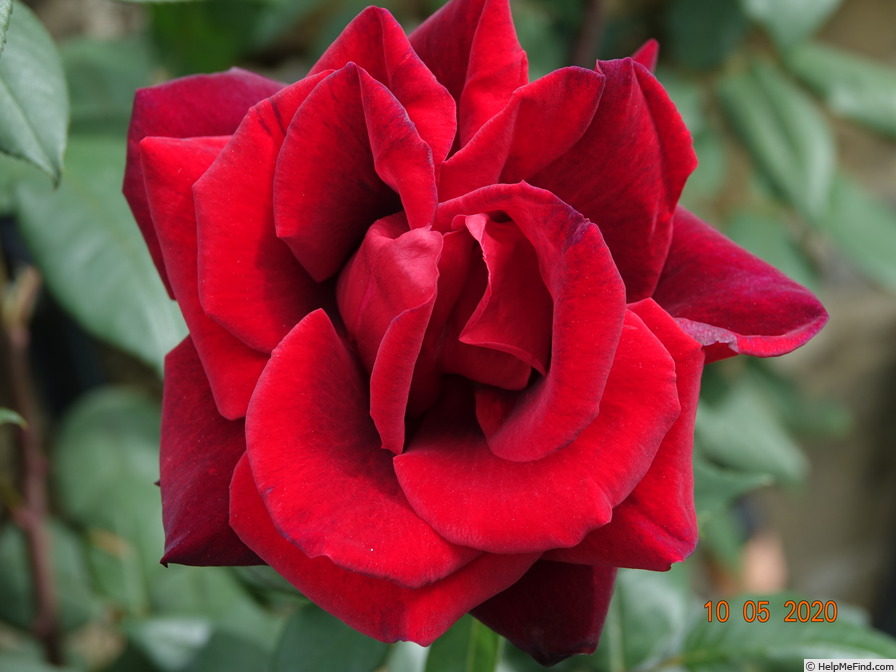 'Crimson Glory (hybrid tea, Kordes, 1935)' rose photo