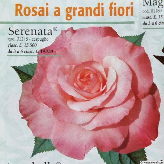 'Serenata ® (hybrid tea, Barni, 1998)' rose photo