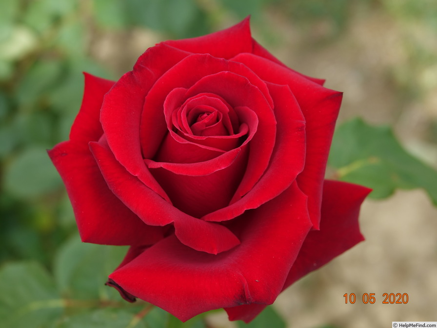 'Perfectly Red ™' rose photo
