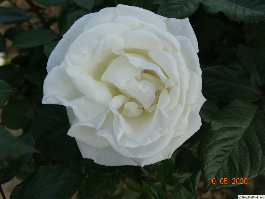 'J.F. Kennedy' rose photo