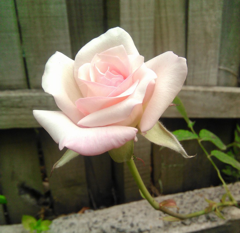 'William R. Smith' rose photo