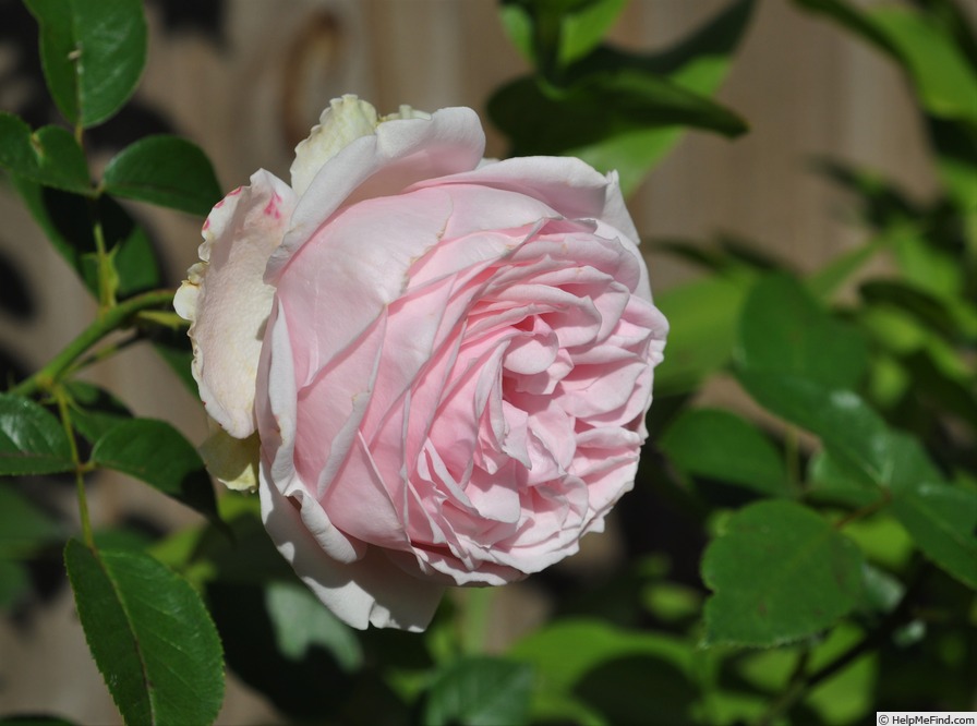 'Wellenspiel ®' rose photo