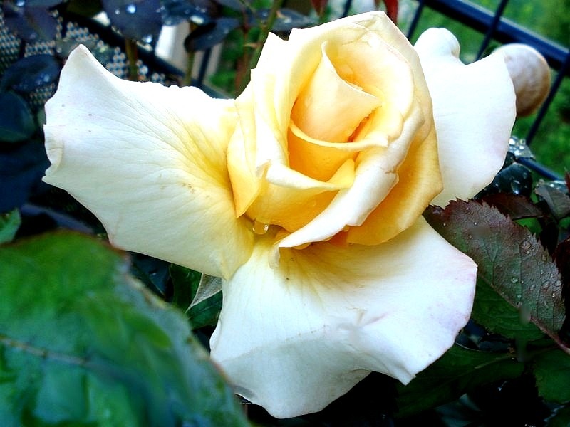 'Sunny Sky ® (hybrid tea, Kordes, 1999/2009)' rose photo