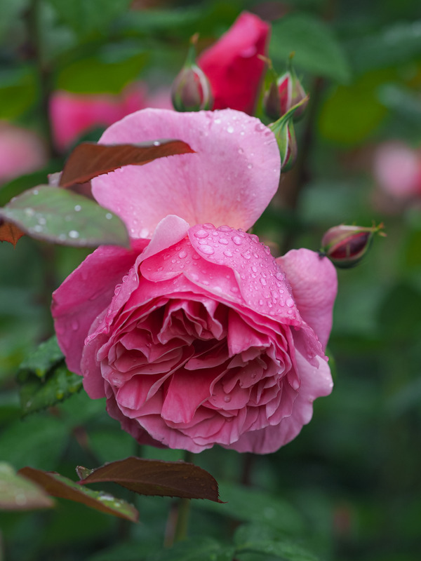 'Line Renaud ®' rose photo