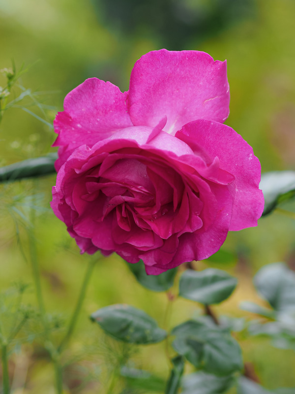 'Chartreuse de Parme' rose, click to enlarge 'Chartreuse de Parme' rose photo