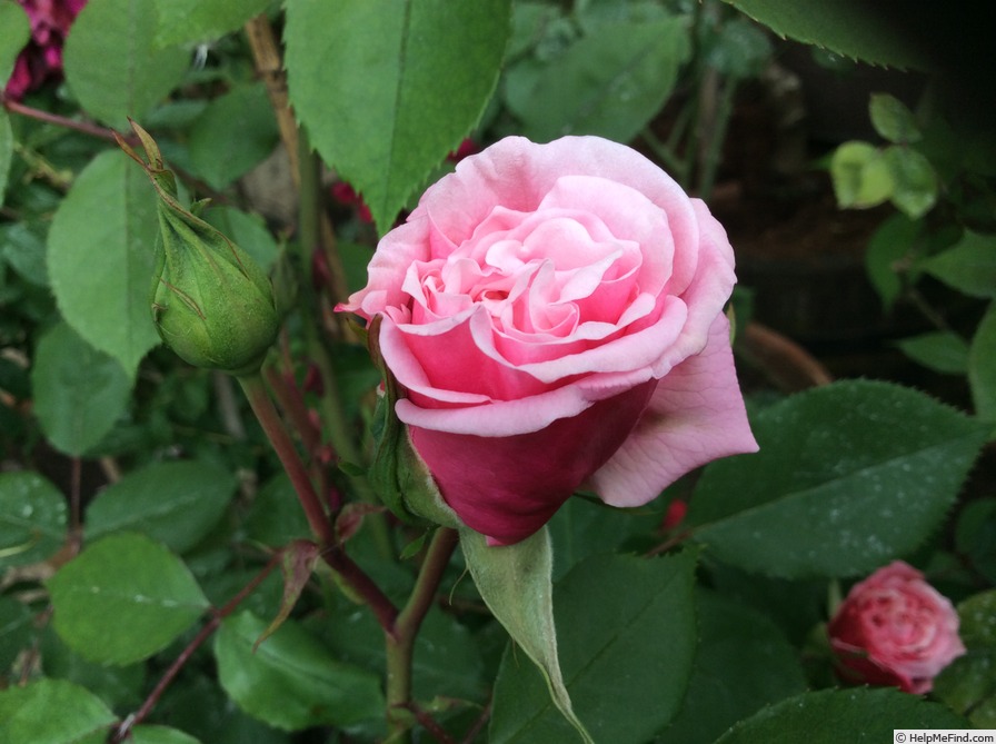 'Blossomtime (Large Flowered Climber, O'Neal, 1951)' rose photo