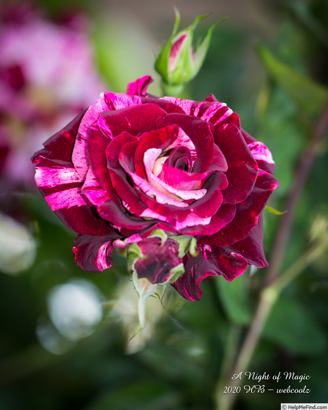 'A Night of Magic' rose photo