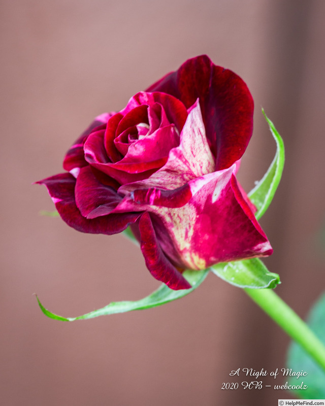'A Night of Magic' rose photo