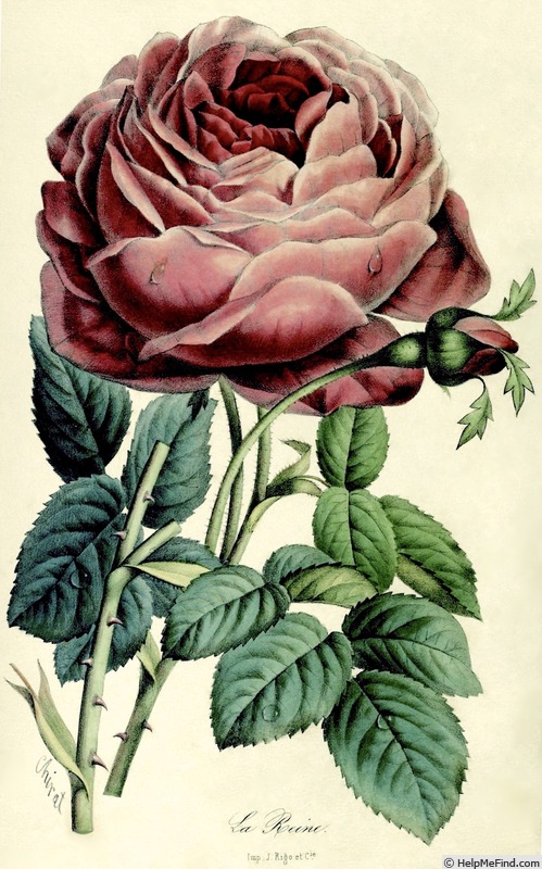 'La Reine' rose photo