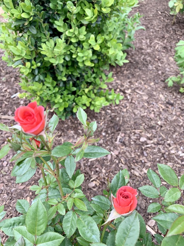 'Smoke Rings' rose photo