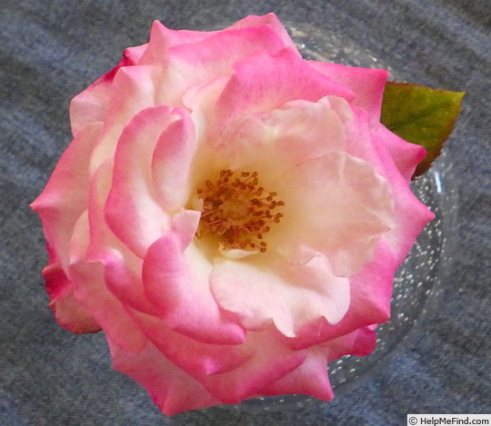 'Ann Marie Harris' rose photo