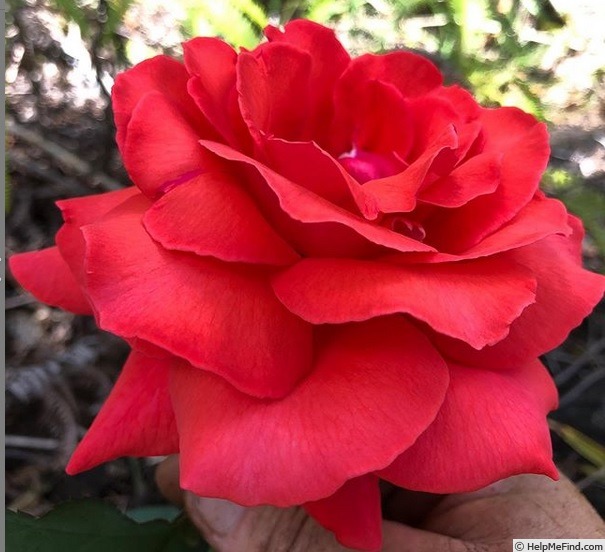 'Fragrant Cloud (hybrid tea, Tantau 1963)' rose photo