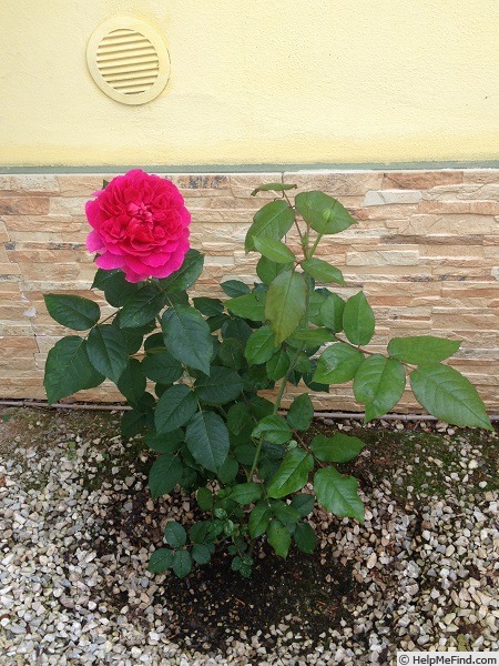 'Gabriel Oak ™' rose photo