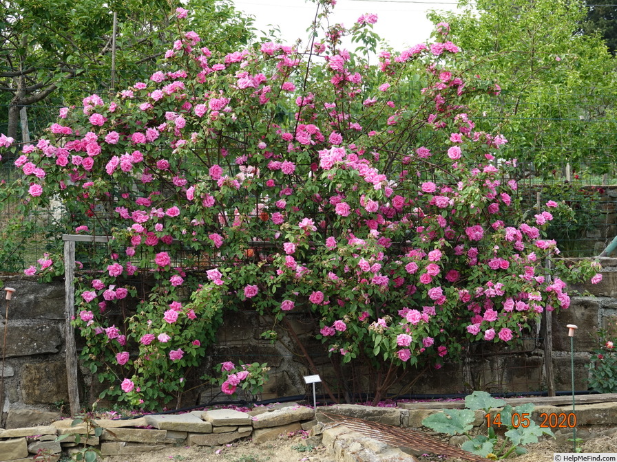 'Zéphirine Drouhin (bourbon, Bizot 1868)' rose photo