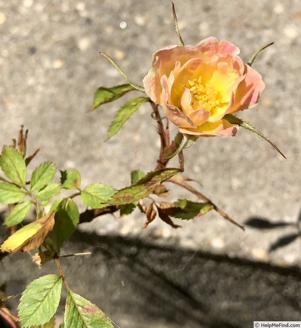 'NW13-1' rose photo