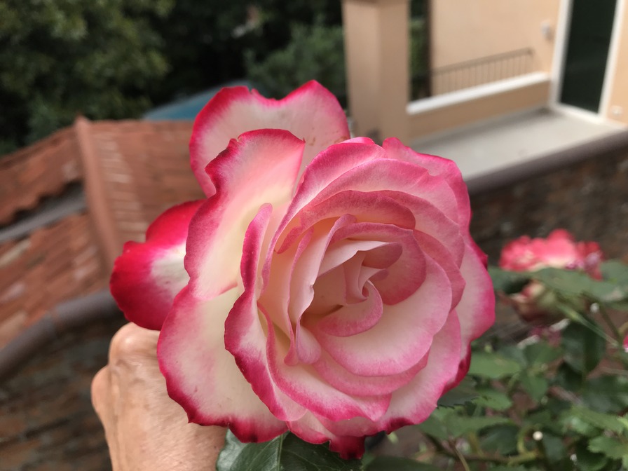 'Jubilé du Prince de Monaco ®' rose photo