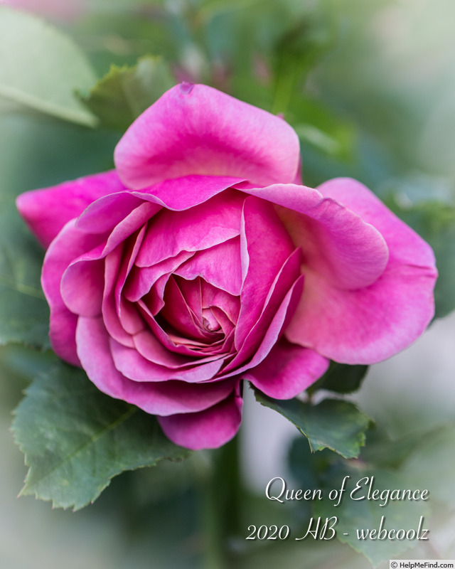 'Queen of Elegance ™' rose photo