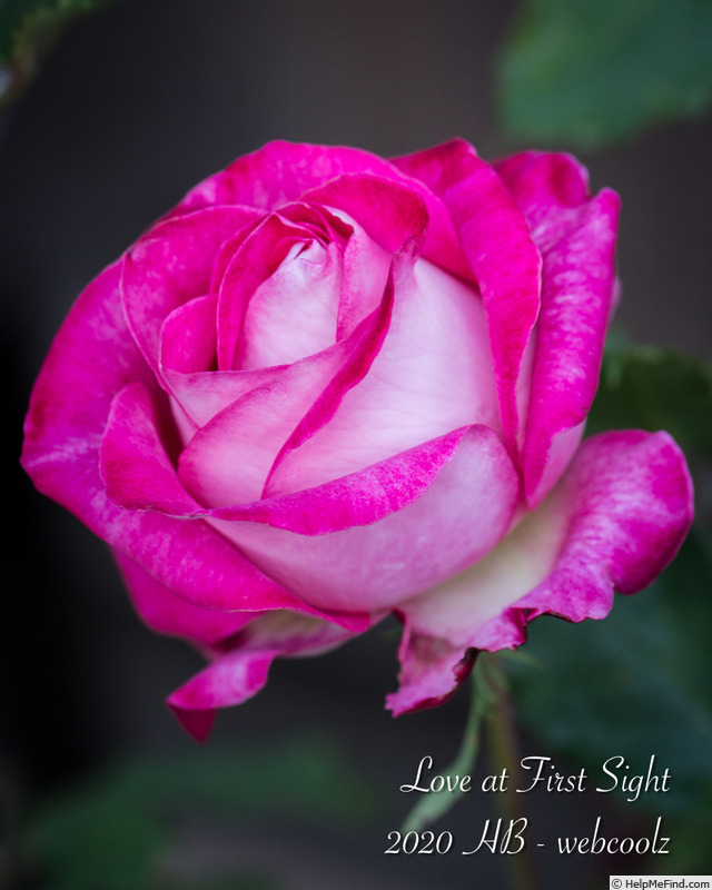 'Love at First Sight' rose photo