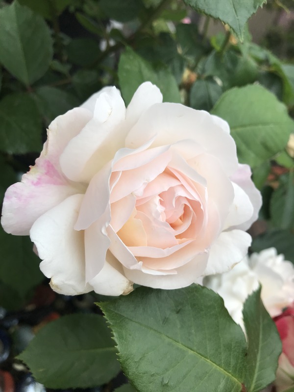 'Gruss an Aachen (Hybrid Tea, Hinner 1909)' rose photo