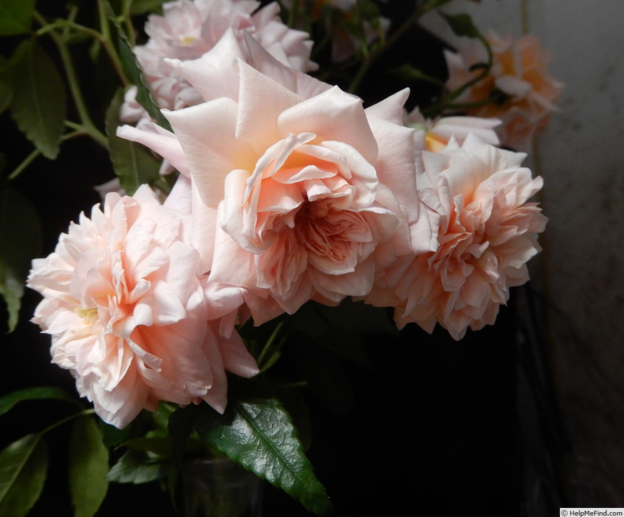 'Mel's Heritage' rose photo