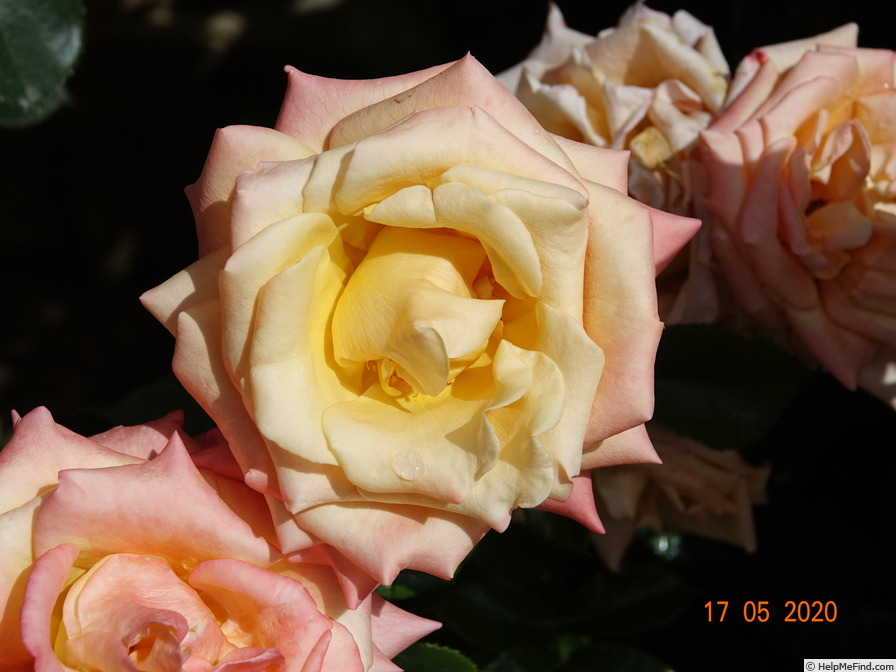 'Prince Rainier III ®' rose photo