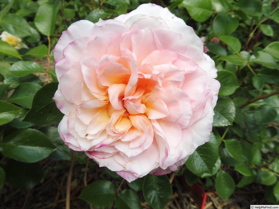 'Schloss Eutin ® Fairy Tale' rose photo