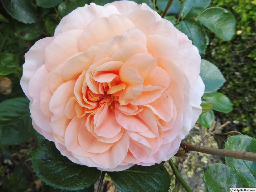 'Sangerhäuser Jubiläumsrose ® (floribunda, Kordes, 2003)' rose photo