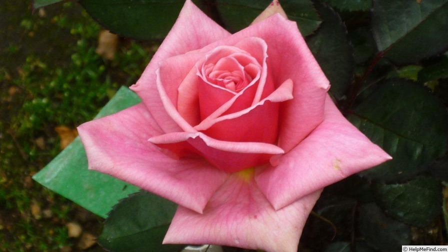 'Dr. Malcolm Manners ™' rose photo