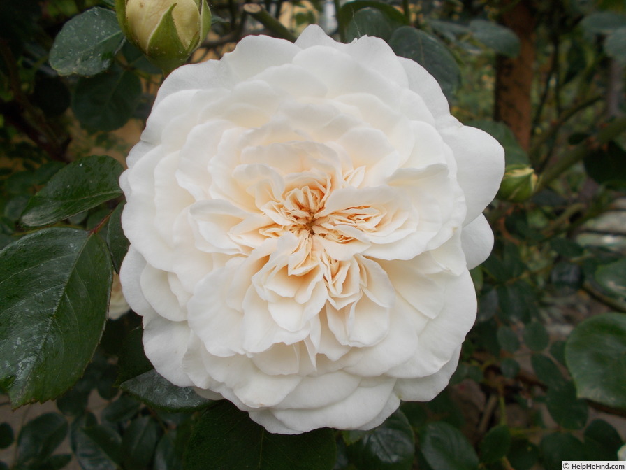 'Sombreuil (LCl, Unknown circa 1940)' rose photo