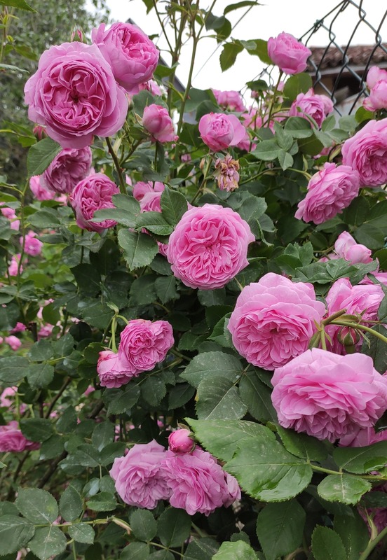 'Louise Odier (Bourbon, Margottin, 1851)' rose photo