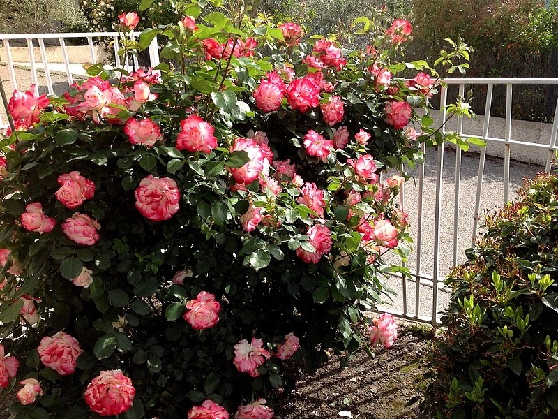 'Jubilé du Prince de Monaco ®' rose photo