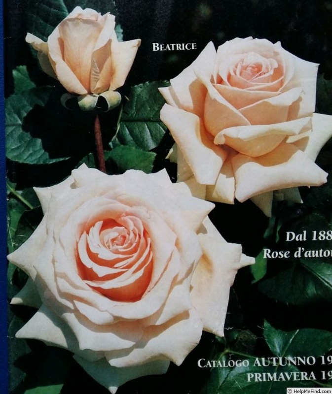 'Beatrice (hybrid tea, Barni, 1995)' rose photo