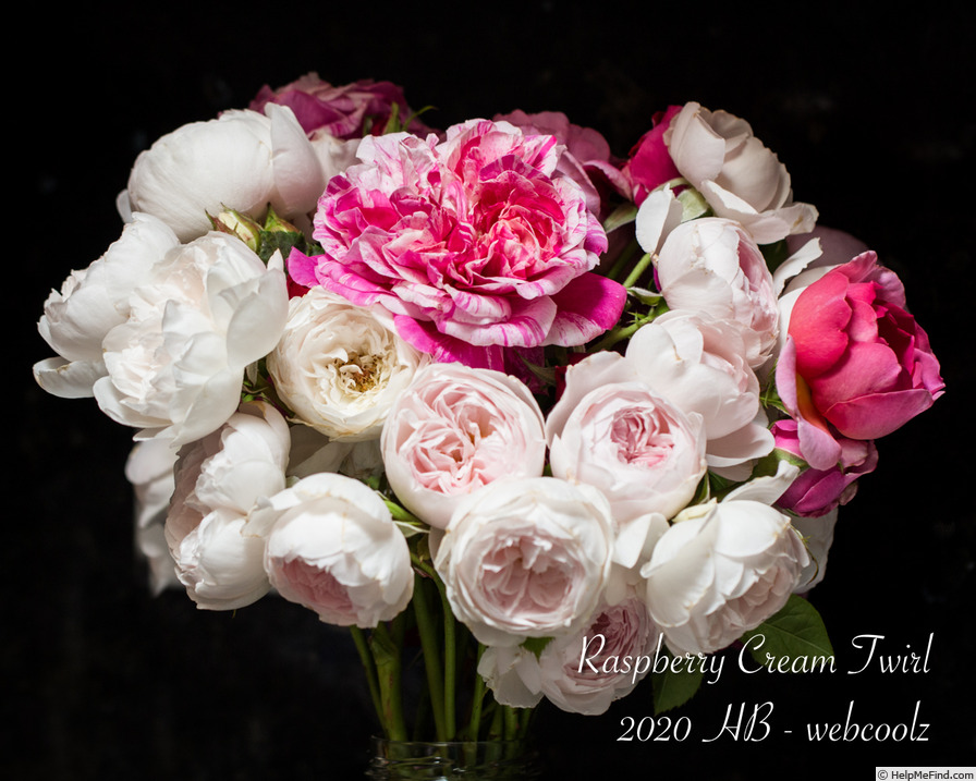 'Raspberry Cream Twirl' rose photo