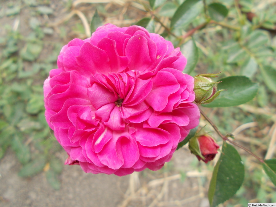 'Printemps Fleuri' rose photo