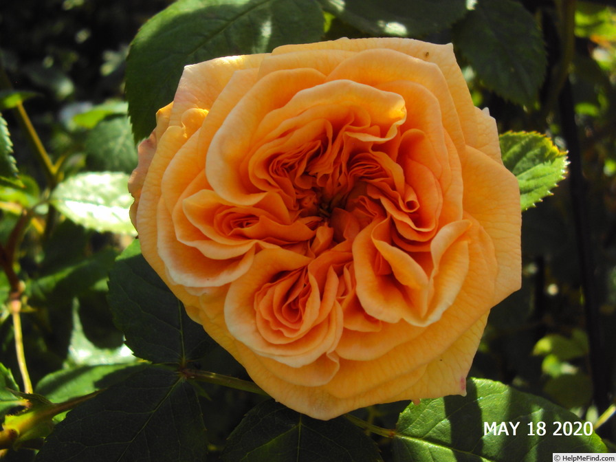 'Bathsheba' rose photo
