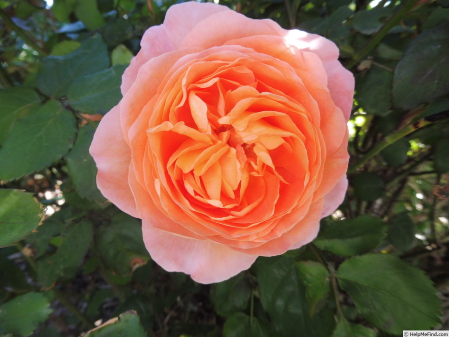 'Lady Emma Hamilton' rose photo