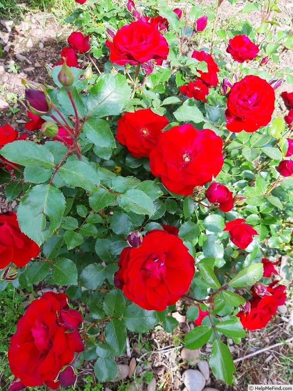 'Roter Drache ®' rose photo
