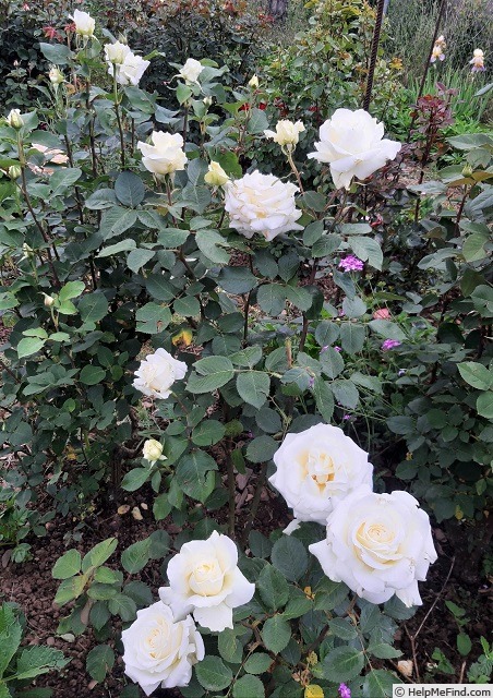 'Memoire ™ (hybrid tea, Kordes 1992)' rose photo