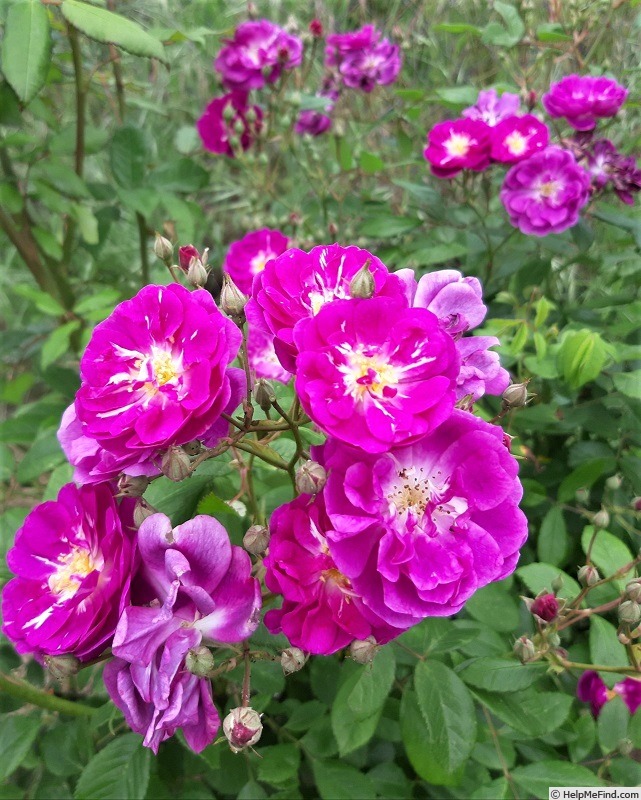 'Purple Skyliner' rose photo