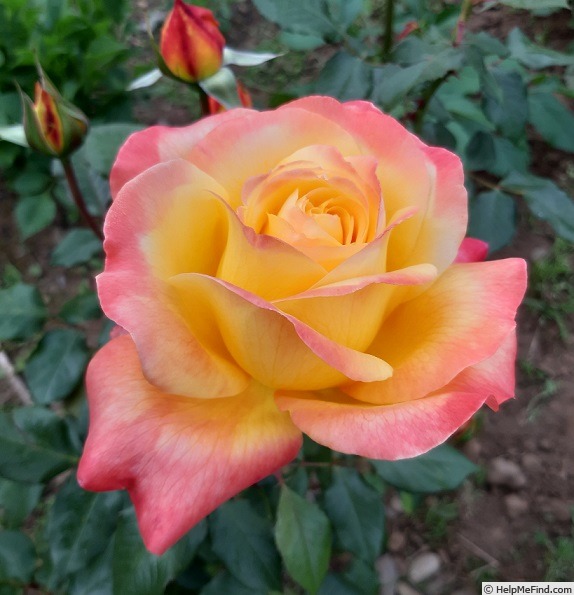 'Speelwark ™' rose photo